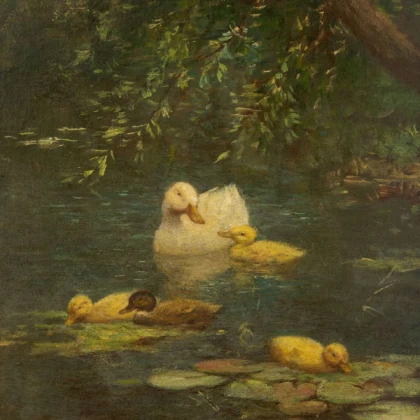 ducks in the pool

