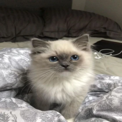 Bird ragdoll (linen)