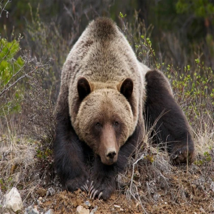 cave bear