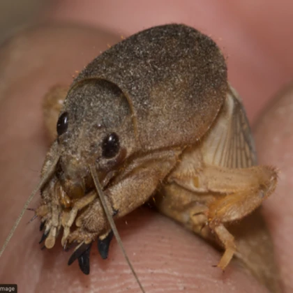Mole Cricket
