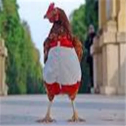 CHICKEN 