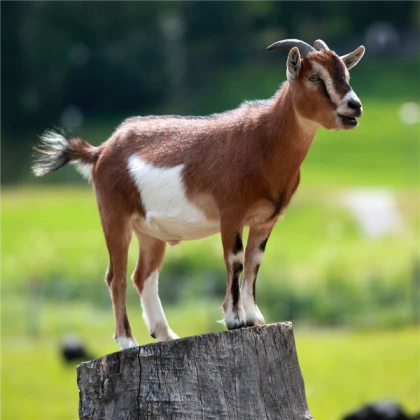 goat total dramarama