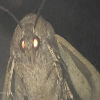 Moth