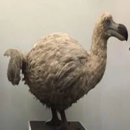 Dodo NPC