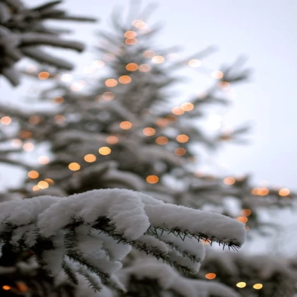 The Snow Tree!