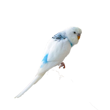 Bird Figure