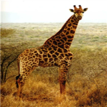 Big Giraffe NPC