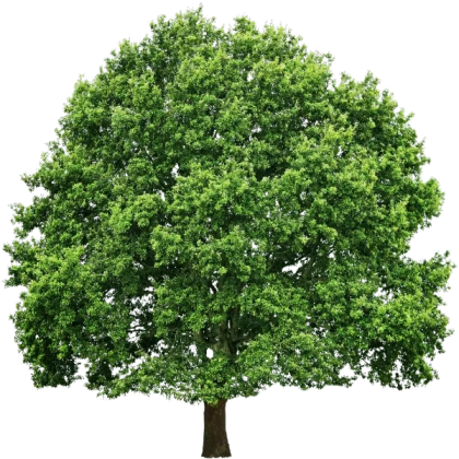 Wide High Quality Tree