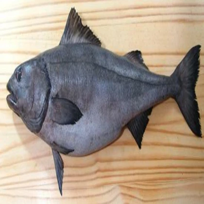 Black Fish