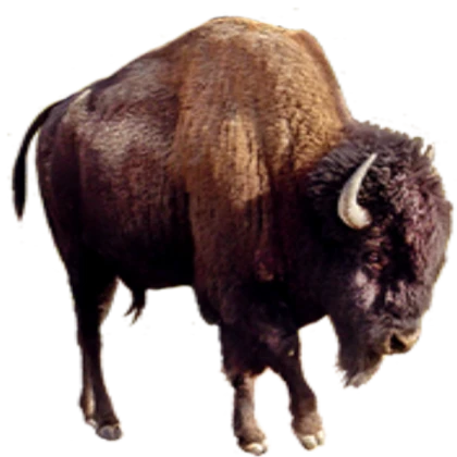 ancient bison npc