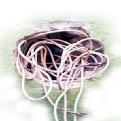 Upgraded bird nest