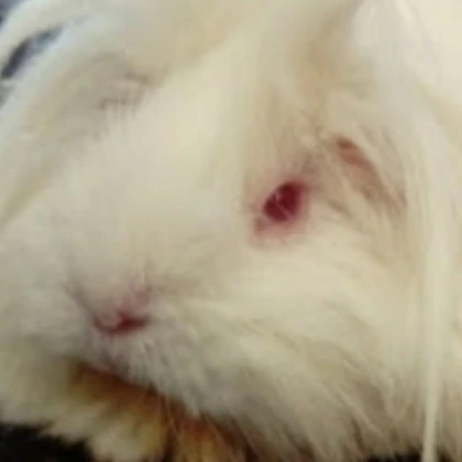Ice Pig