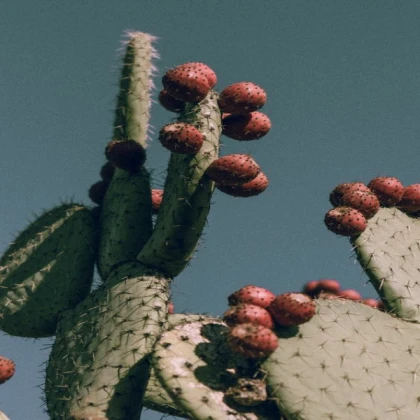 Three Giant Prickly Pears