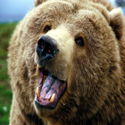 bear