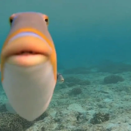 Fish!