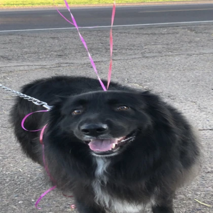 courtney with leash(updated)