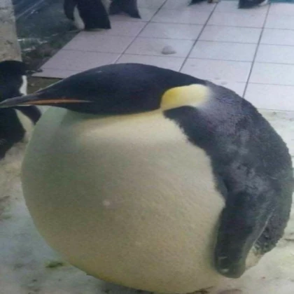 penguin