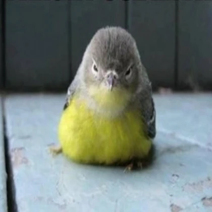 delete potions A BIRD