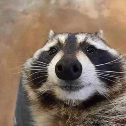 Racoon