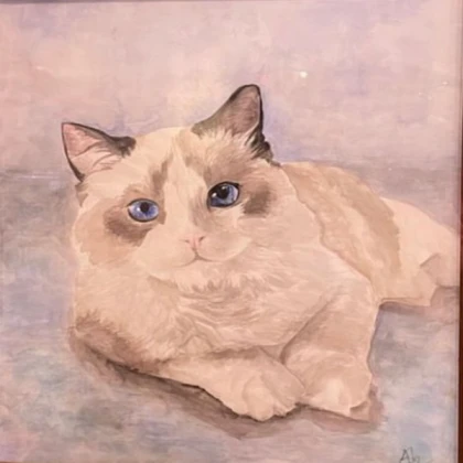 Bird Ragdoll (Titian)