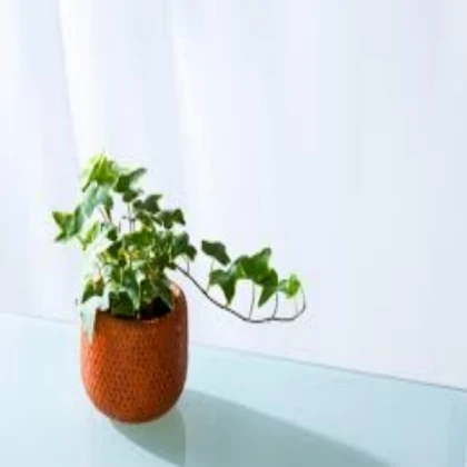 Plantor (READ DES)
