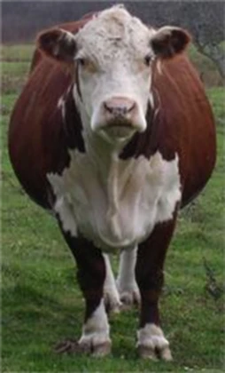cow