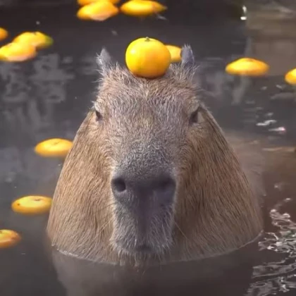 Capybara