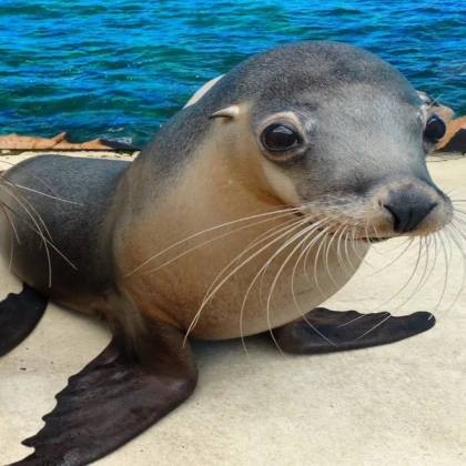 Sea Lion