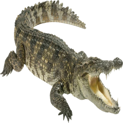 croc