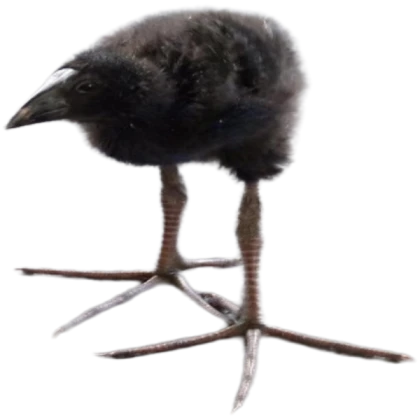Pukeko Potion