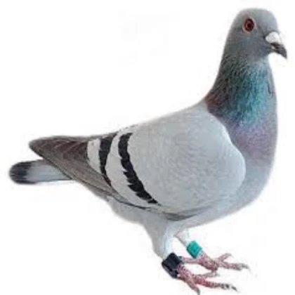 pigeon
