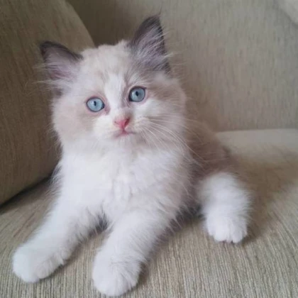 Light blue bird ragdoll