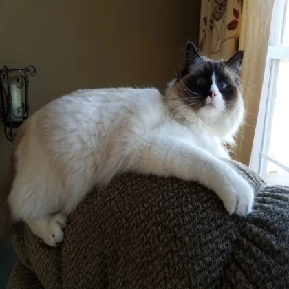 Bird ragdoll (flint)