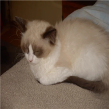 Bird Ragdoll (Beige)