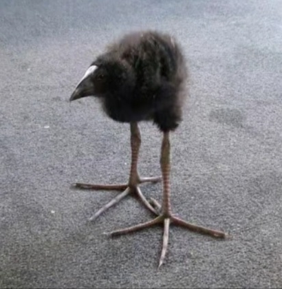 Zombie Chromobird Potion