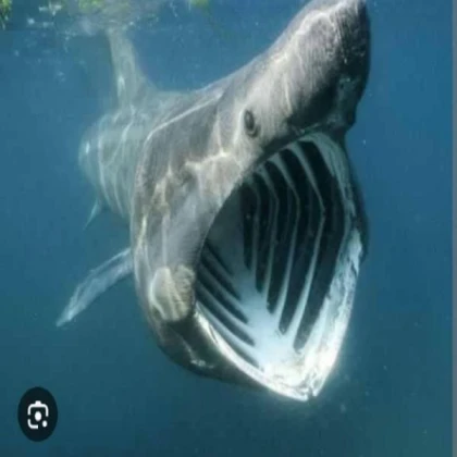 Whale Shark
